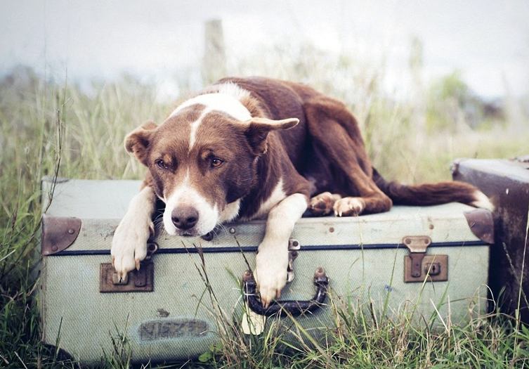 Animal Adoptions Bannock Humane Society