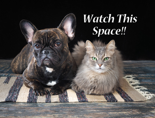 Foster Program Bannock Humane Society